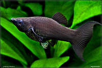 Отдается в дар 3 рыбки черной моллинезии(лира и обычные)
