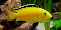Отдается в дар Аквариумные рыбки елоу (Labidochromis caeruleus var. «Yellow»)