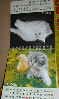 Отдается в дар календарь с котятами