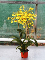 Отдается в дар Орхидея. Камбрия. Онцидиум. Oncidium Sweet Sugar