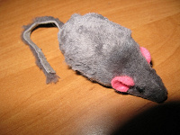 Отдается в дар мышь