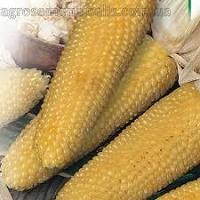 Отдается в дар семена кукурузы попкорн