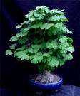 Отдается в дар Элитные семена дерева Гинкго Билоба (Ginkgo Biloba) или храмовое дерево