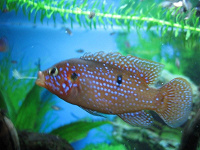 Отдается в дар Хромис-Красавец — аквариумная рыбка