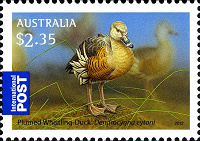 Отдается в дар Australian Waterbirds — Plumed Whistling-Duck