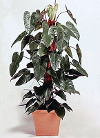 Филодендрон краснеющий (Philodendron erubescens)