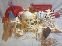 Отдается в дар Собери и познай человеческое тело (сборка скелета)