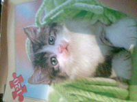Отдается в дар отдаю в дар пазлы кошка, игра,