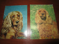 Отдается в дар Собаки на открытках