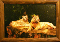 Отдается в дар Картинка на лакированном холсте «Белые тигры»