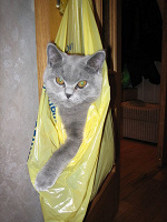 Отдается в дар кот в мешочке)))