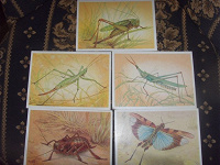 Отдается в дар открытки с насекомыми