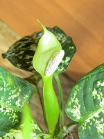 Отдается в дар Диффенбахия пятнистая (Dieffenbachia maculata).