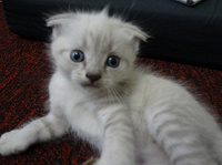 Котенок Эйнштейн