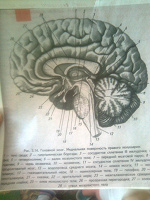 Отдается в дар Мозг (анатомия ЦНС)