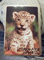 Отдается в дар календарики леопардик