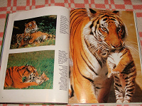 Отдается в дар Книга «Большие кошки» большого размера с иллюстрациями.