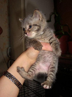 Отдается в дар Котенок