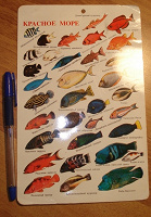 Отдается в дар Информационная табличка про рыб Красного моря
