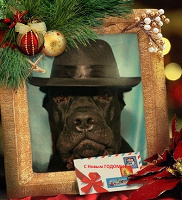 Отдается в дар Новогодний дар для собак