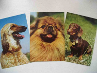 Отдается в дар открытки с собаками 2