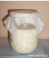 Отдается в дар Тибетский молочный (кефирный) гриб индийских йогов