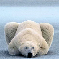 Отдается в дар Йога во Благо даром! )))