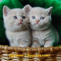 Отдается в дар Самара-Ярославль, Ярославль-Самара!