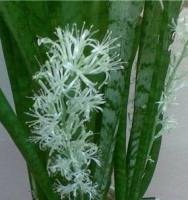 Отдается в дар Сансевьера (Sansevieria)