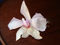 Отдается в дар Сухоцветы Орхидеии