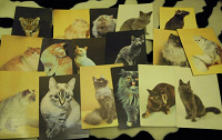 Отдается в дар набор открыток кошколюбам:)