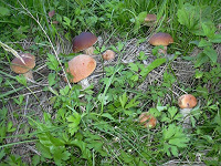 Отдается в дар свежезамороженные грибы
