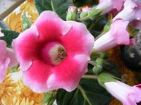Отдается в дар Цветок глоксиния (розовая)