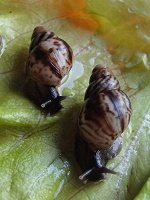 Отдается в дар Achatina reticulata