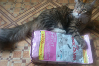 Корм для кошек Royal Canin Mother&BabyCat упаковка 800 грамм