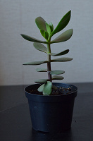 Отдается в дар Денежное дерево(Crassula arborescens (Mill.) Willd.