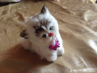 Отдается в дар котёнок