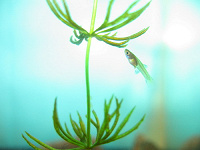 Отдается в дар аквариумные растения