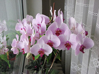 Отдается в дар отросток орхидеи