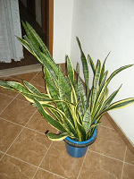 Отдается в дар Сансивьерия — Sansevieria