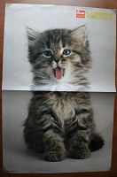 Плакат двусторонний котёнок / щенок