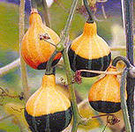 Отдается в дар семена тыквы-горлянки