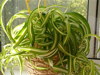 Отдается в дар Хлорофитум. Пестрый и кудрявый (Chlorophytum comosum variegatum ‘Bonnie’)