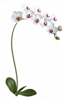 Отдается в дар Наклейка на стену Орхидея.