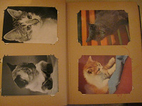 Отдается в дар Альбом с открытками — кошки