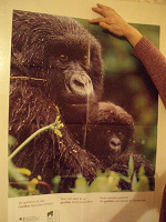 Отдается в дар плакат с обезьянкой