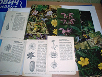 Отдается в дар Набор открыток с растениями 1972г.