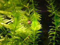 Отдается в дар Аквариумное растение Elodea densa