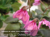 Отдается в дар Лист фиалки Lunar Lily (pink)