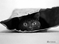 Отдается в дар «Котенок в мешке» для маленьких котят)